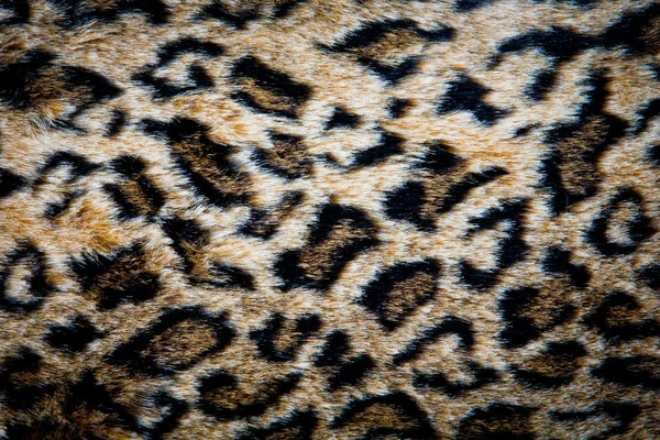 Textura da pele de leopardo — Fotografia de Stock