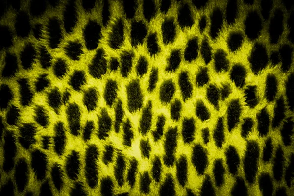 Textura fundo leopardo — Fotografia de Stock