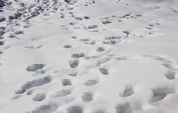 Voetafdrukken in de sneeuw — Stockfoto