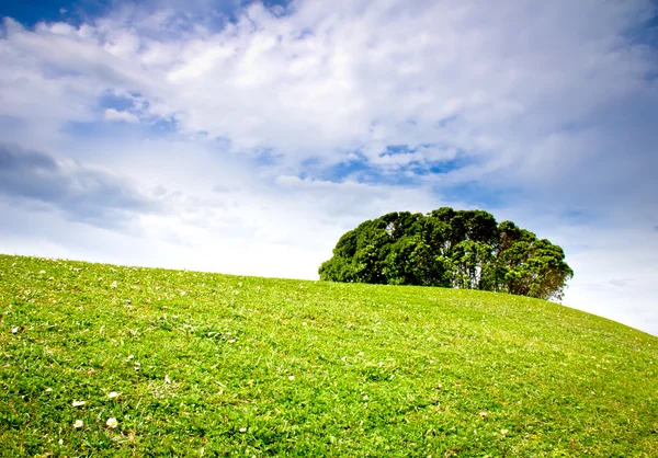 Meadow, tree and clouds — Stock Photo, Image