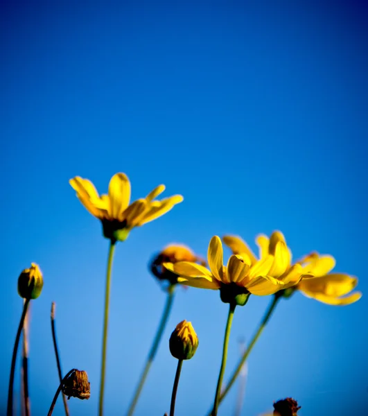 Gelbe Blüten — Stockfoto