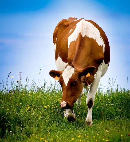 Cow. — Stock Photo, Image