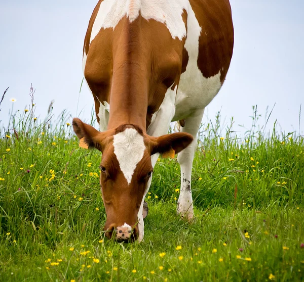 Mucca — Foto Stock