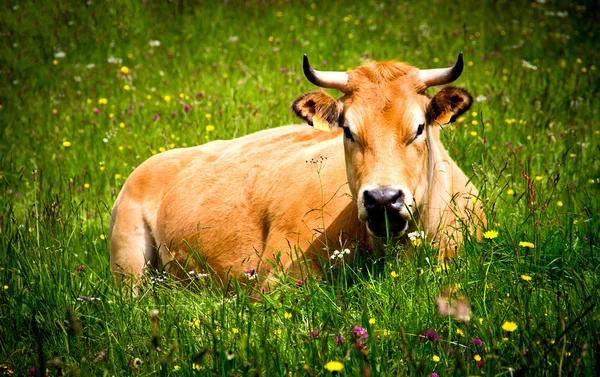 Αγελάδα — Φωτογραφία Αρχείου