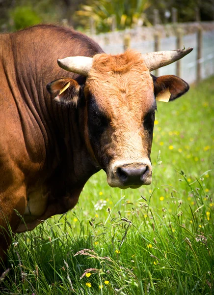 Bull — Stock Photo, Image