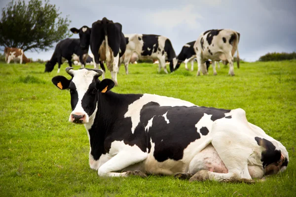 Portrait of a cow in a meadow — Stock Photo, Image