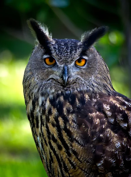 Eagle Owl — Stock Photo, Image