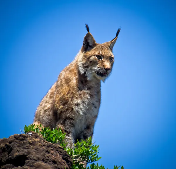 Luchs — Stockfoto