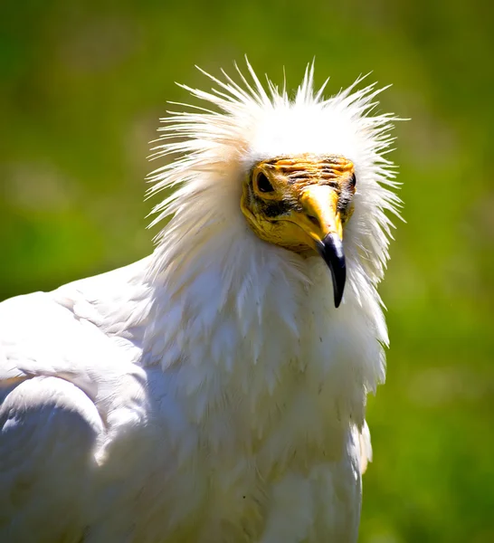 Greifvogel — Stockfoto