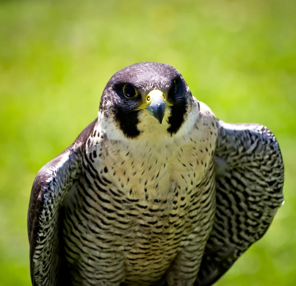 Bird of prey — Stock Photo, Image