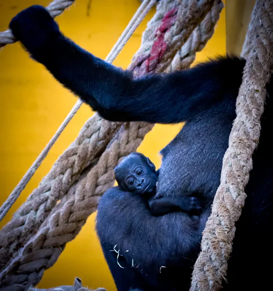 Baby gorilla — Foto Stock