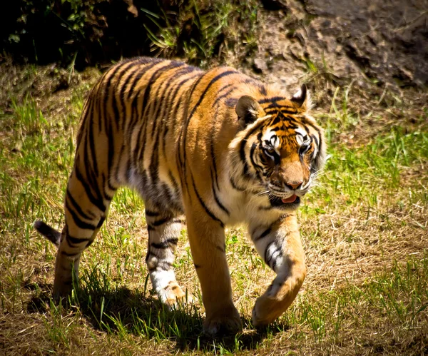 Tiger — Stock Photo, Image