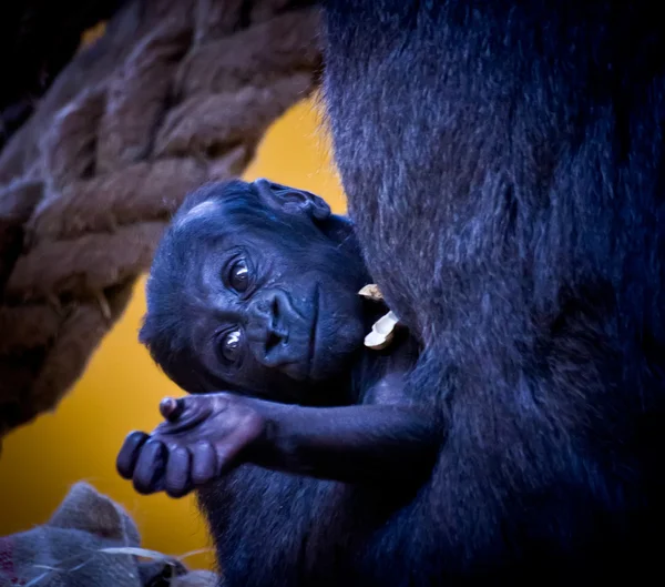 Baby gorilla — Foto Stock