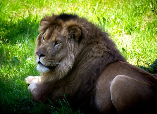 Lion — Stock Photo, Image