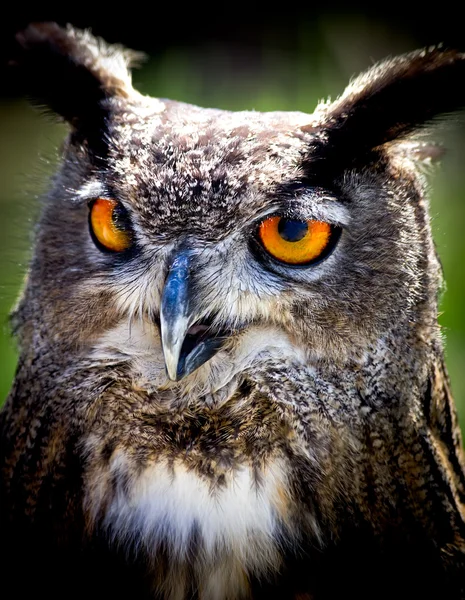 Eagle Owl — Stock Photo, Image