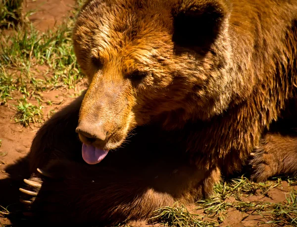 Bear — Stock Photo, Image