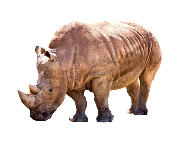 Nashorn — Stockfoto