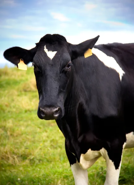Portrait of a cow in a meadow — Stock Photo, Image