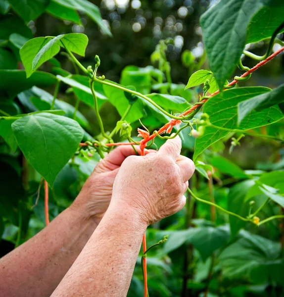 Manos trabajando — Foto de Stock