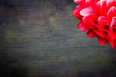 ahşap doku ve çiçekler