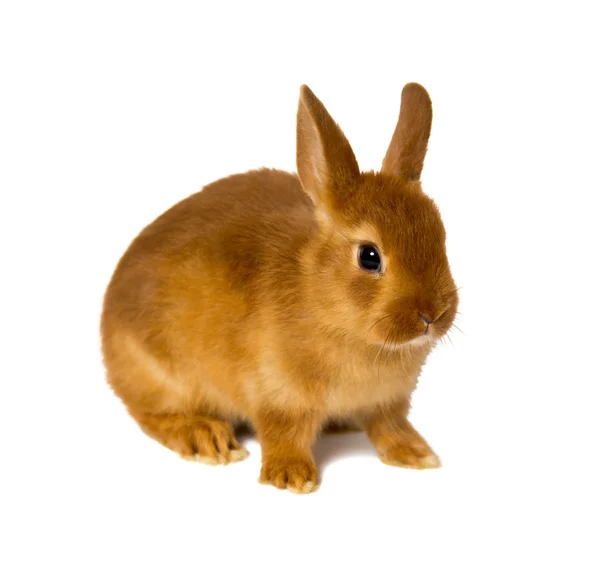 Bunny — Stock Photo, Image