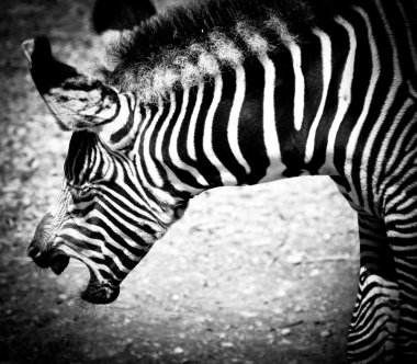 Zebra