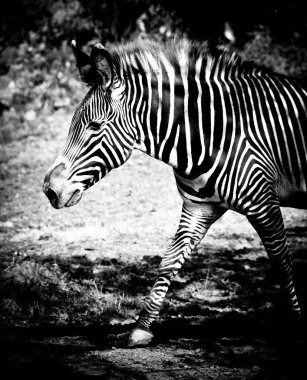 Zebra
