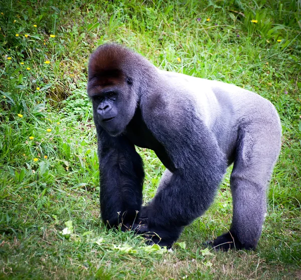 Silverback горили — стокове фото