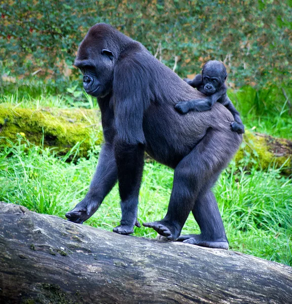 Gorillas — Stock Photo, Image