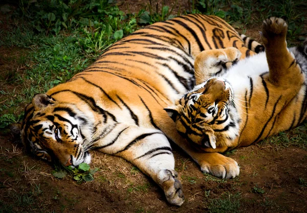 Two tigers — Stock Photo, Image