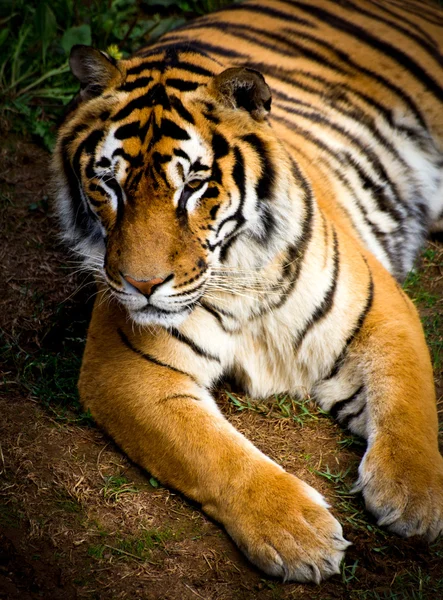 Tiger — Stock Photo, Image