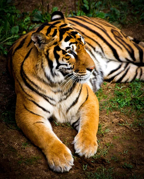 Tiger — Stock Photo, Image