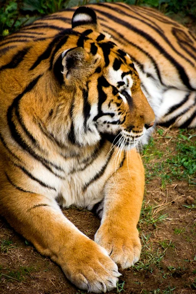 Tijger — Stockfoto