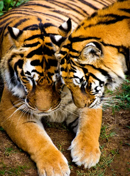 Tigre — Foto de Stock