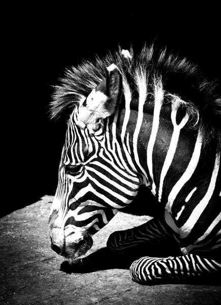 Zebra — Zdjęcie stockowe