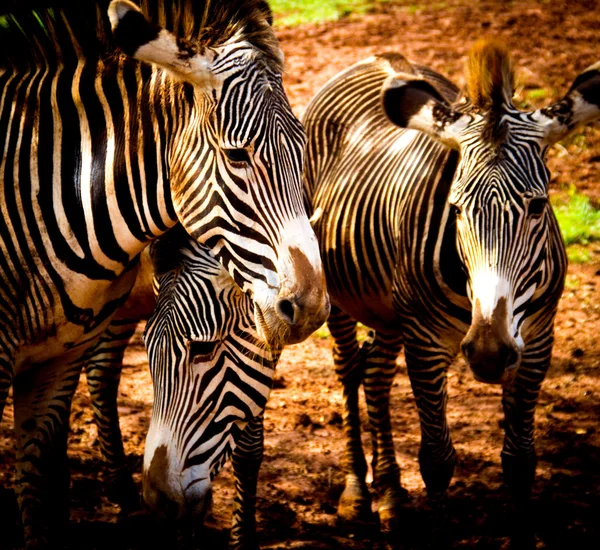 Zebra 's — Stockfoto