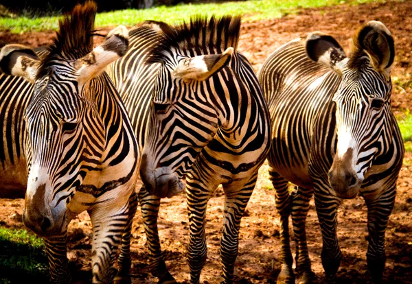 Zebra 's — Stockfoto