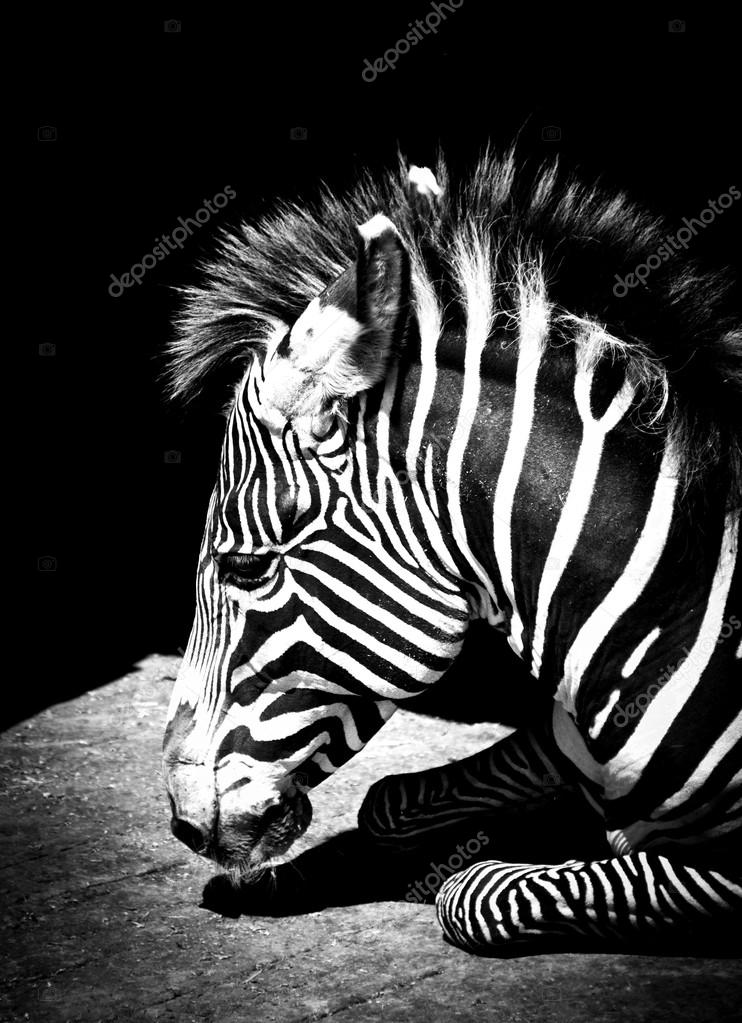 Zebra — Stock Photo © MarcoGovel 31209717