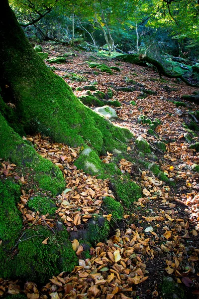 Pădurea fag — Fotografie, imagine de stoc