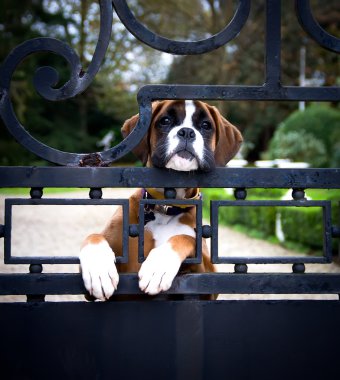 Boksör Köpek
