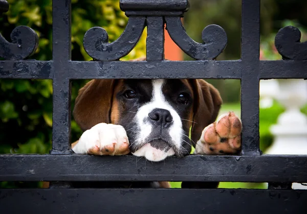 Boksör Köpek
