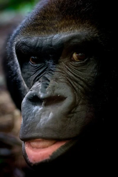 Gorilla portré — Stock Fotó