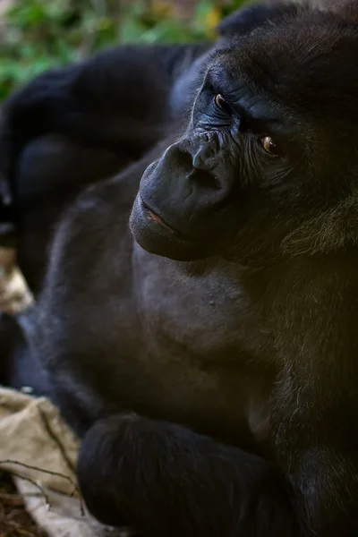 Gorilla portret — Stockfoto