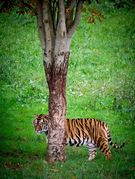 Portret Tygrys — Zdjęcie stockowe
