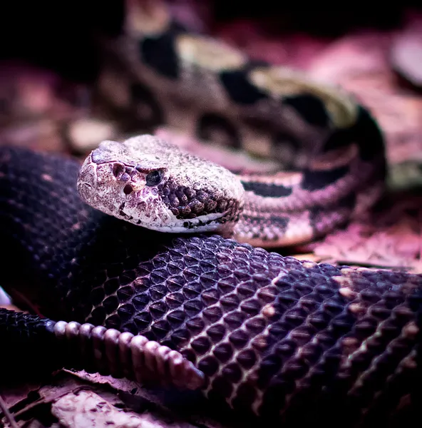 Csörgőkígyó — Stock Fotó