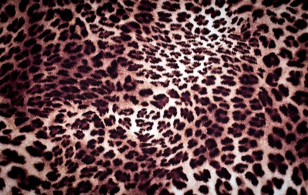 Leopard texture — Stock Photo, Image