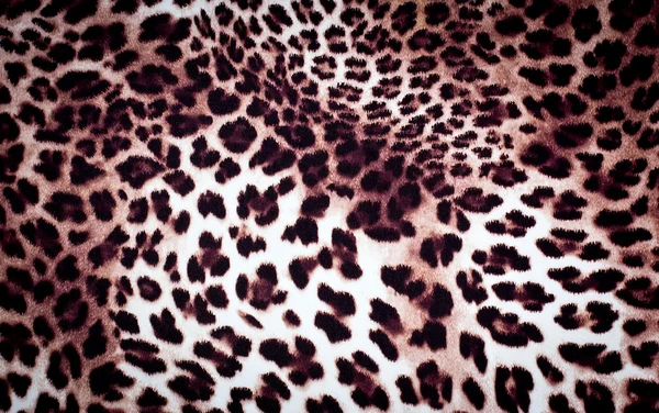 Leopard texture — Stock Photo, Image