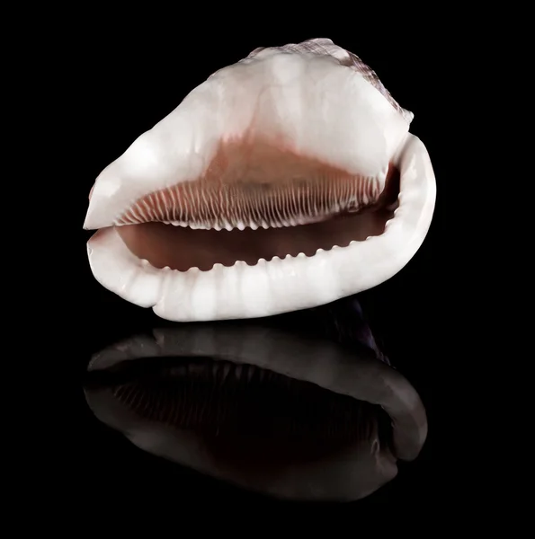 Conch shell — Stock Photo, Image