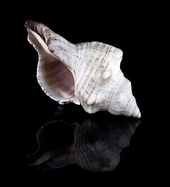 Conch shell — Stock Photo, Image