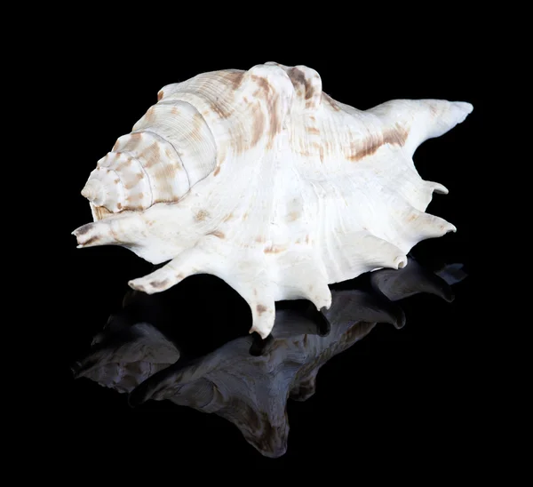 Conch shell — Stock Photo, Image